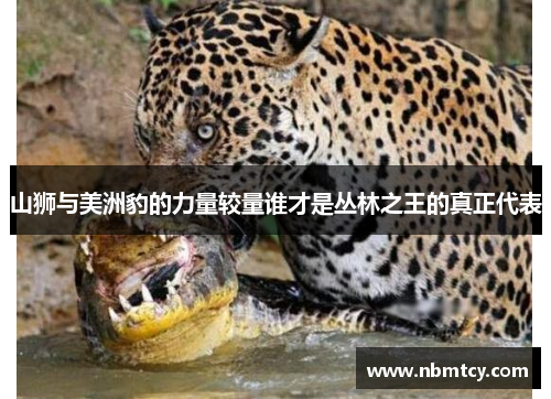 山狮与美洲豹的力量较量谁才是丛林之王的真正代表